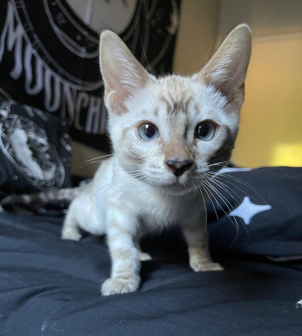 Bengal-Kätzchen verfügbar