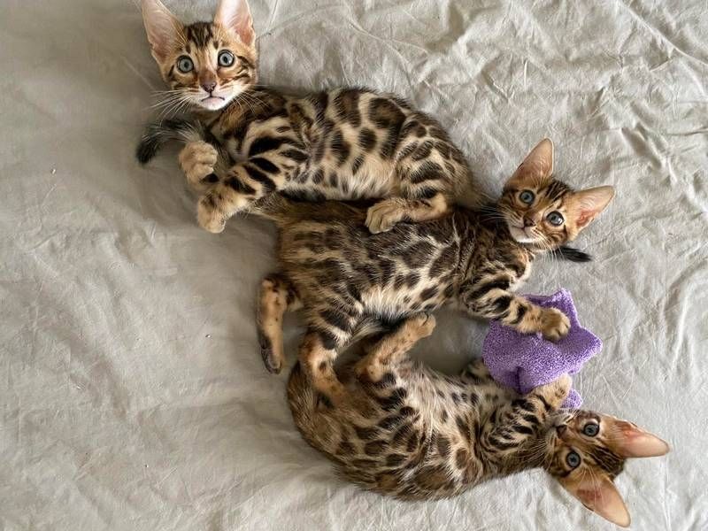 Süße Bengal-Kätzchen (männlich und weiblich) zur Adoption.