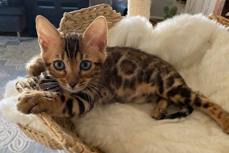 Süße Bengal-Kätzchen (männlich und weiblich) zur Adoption.