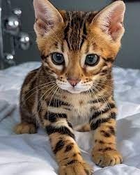 Süße Bengal-Kätzchen (männlich und weiblich) zur Adoption.