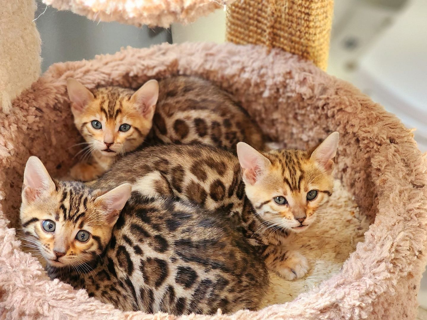 Süße Bengal-Kätzchen (männlich und weiblich) zur Adoption.
