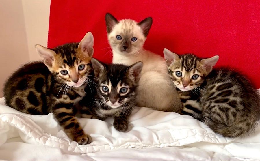 Süße Bengal-Kätzchen (männlich und weiblich) zur Adoption.