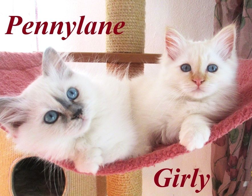 Birmakitten suchen ein zu Hause