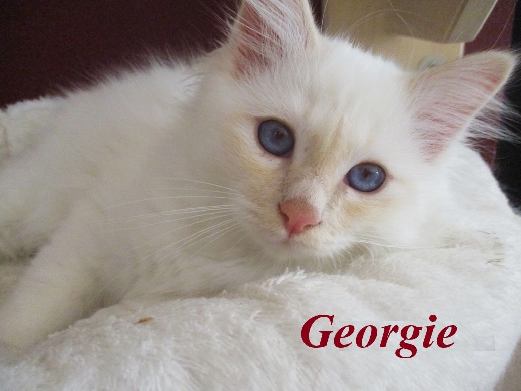 Birmakitten suchen ein zu Hause