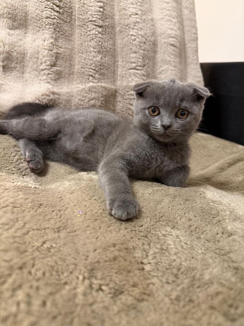 Süße BKH Kitten in der Farbe blue suchen ein neues zu Hause!