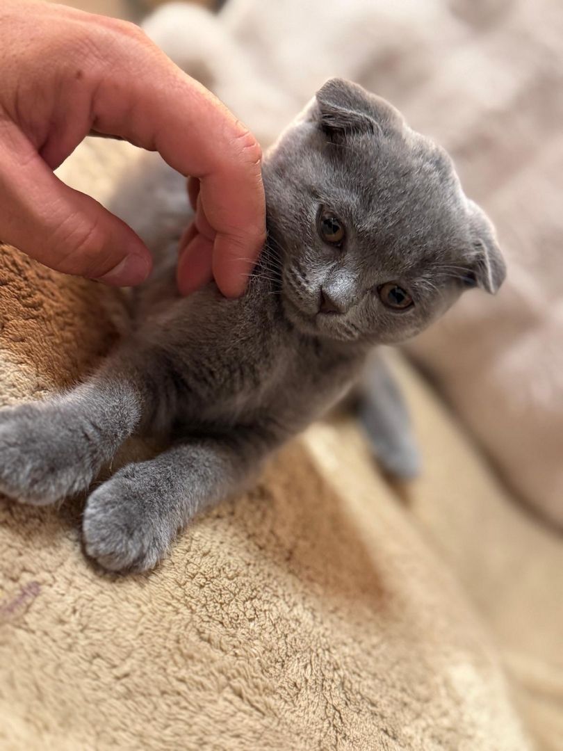 Süße BKH Kitten in der Farbe blue suchen ein neues zu Hause!