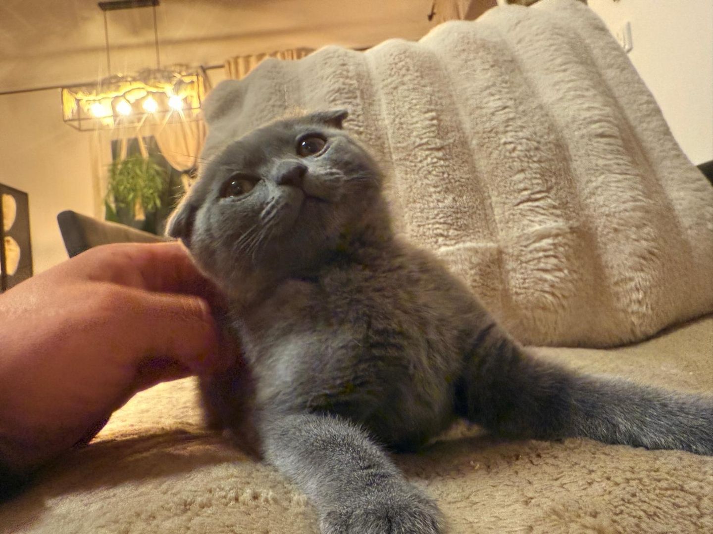 Süße BKH Kitten in der Farbe blue suchen ein neues zu Hause!