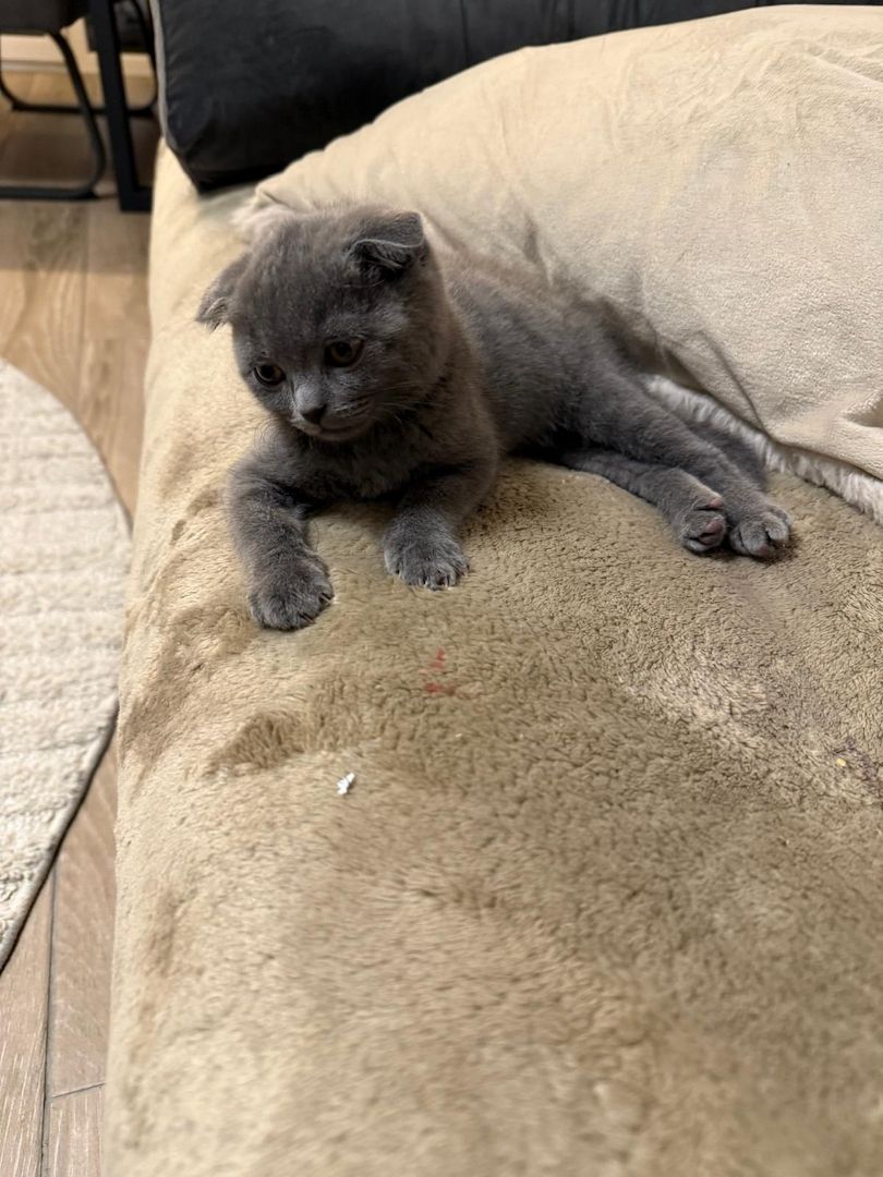 Süße BKH Kitten in der Farbe blue suchen ein neues zu Hause!