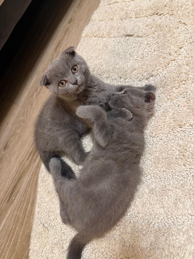 Süße BKH Kitten in der Farbe blue suchen ein neues zu Hause!