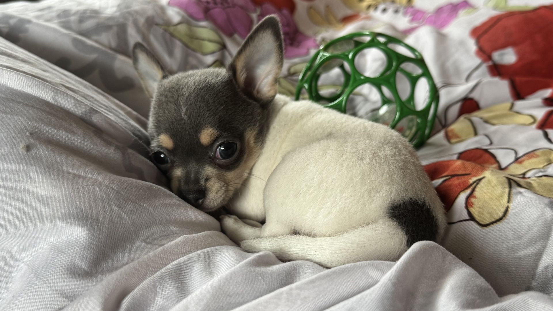 Chihuahua Welpen