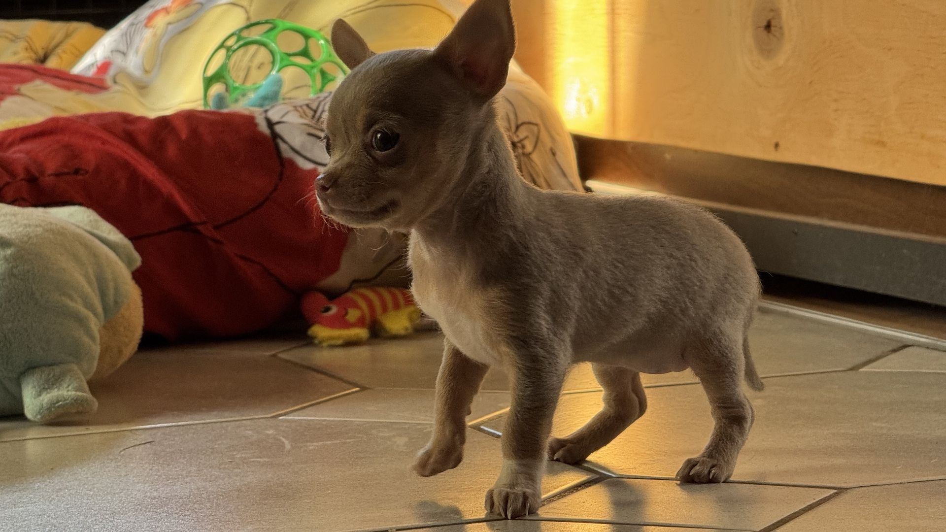 Chihuahua Welpen