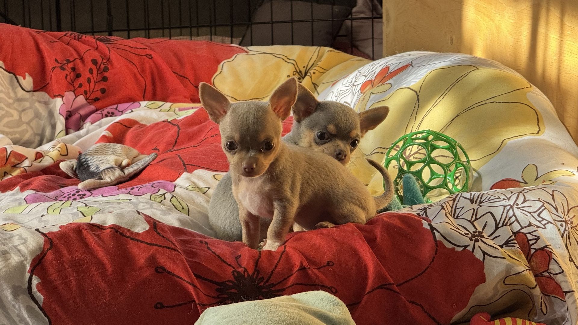 Chihuahua Welpen