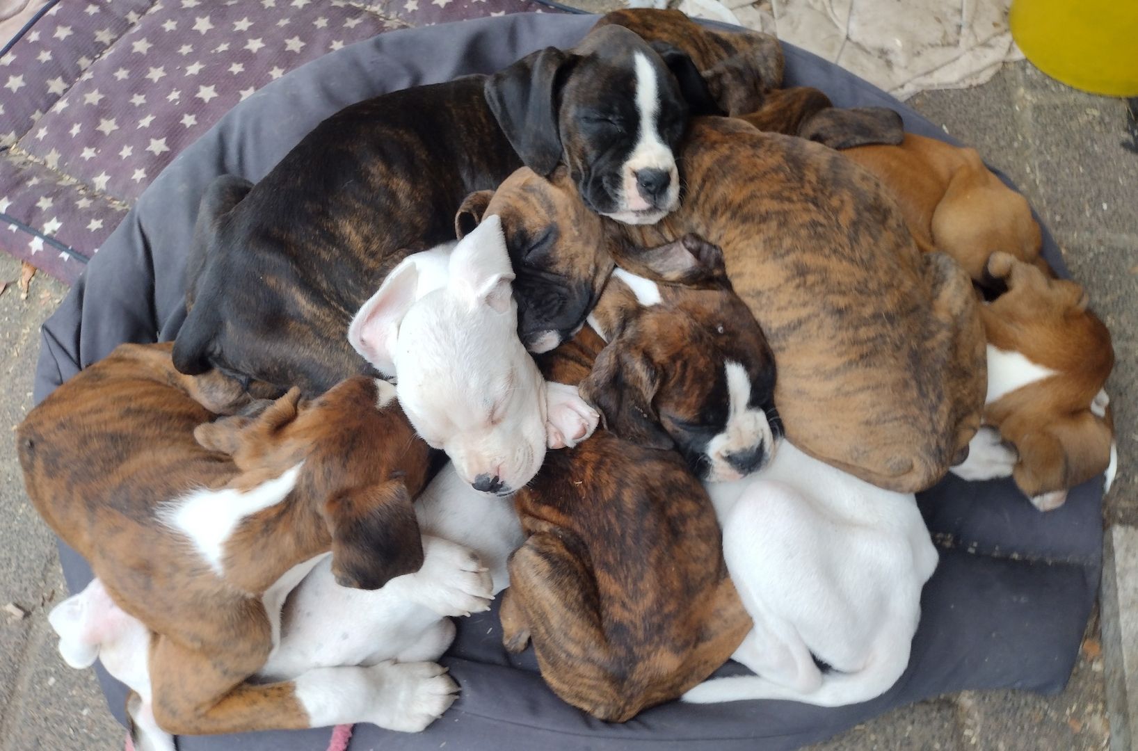 Boxer Welpen reinrassig