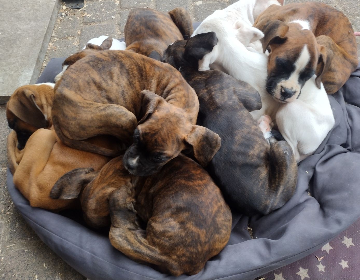 Boxer Welpen reinrassig