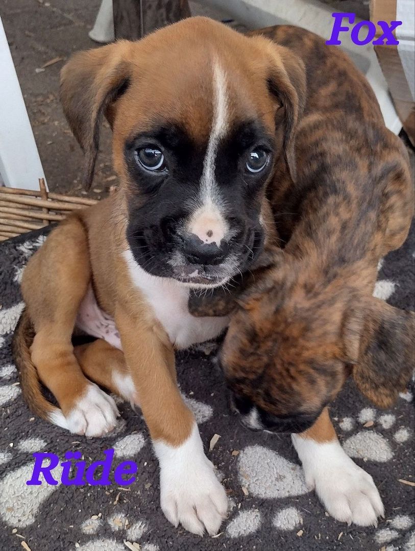 Boxer Welpen reinrassig