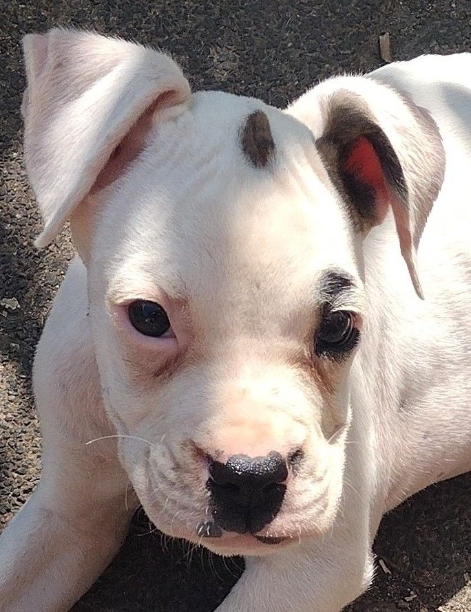 Boxer Welpen reinrassig