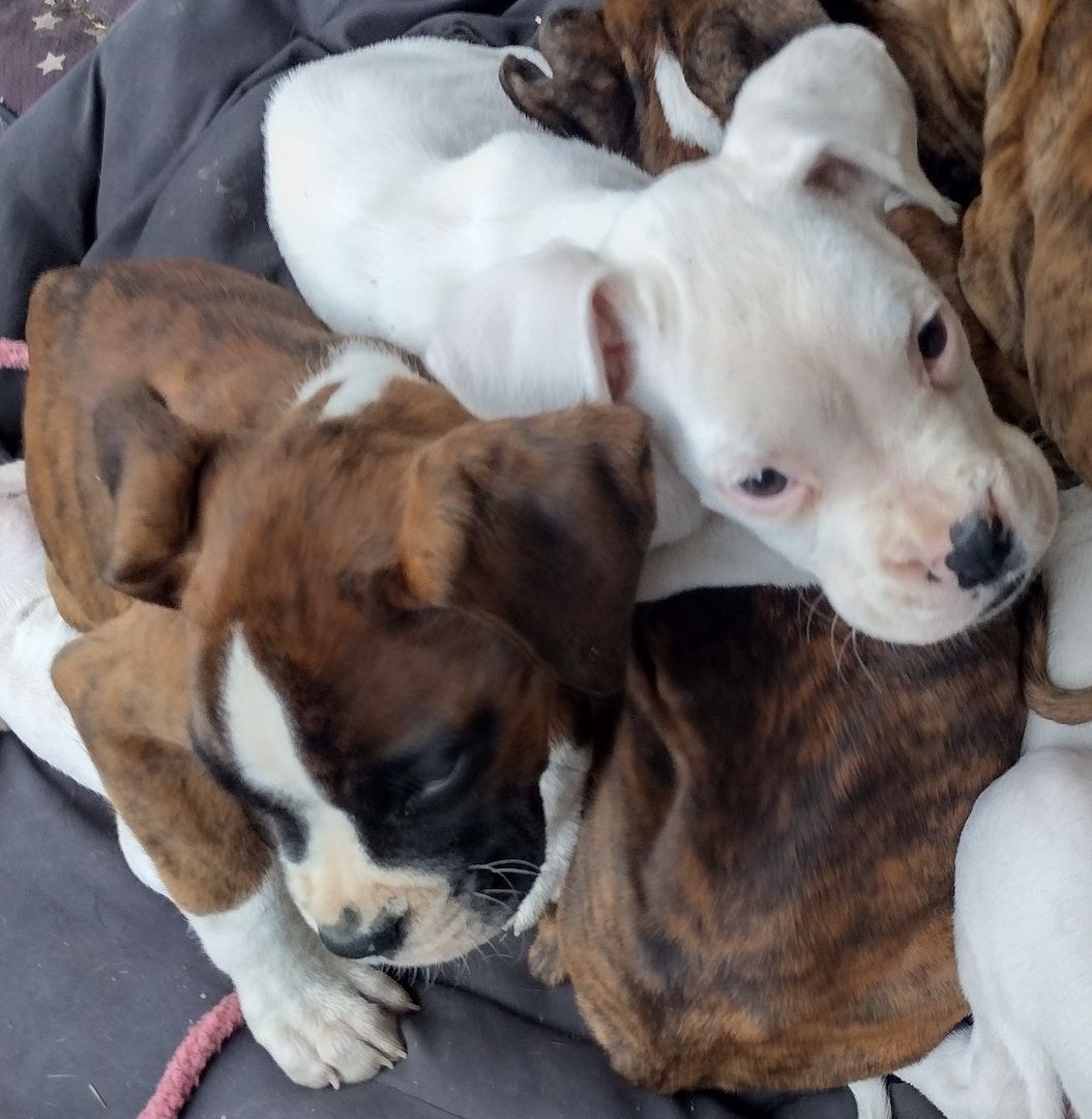 Boxer Welpen reinrassig