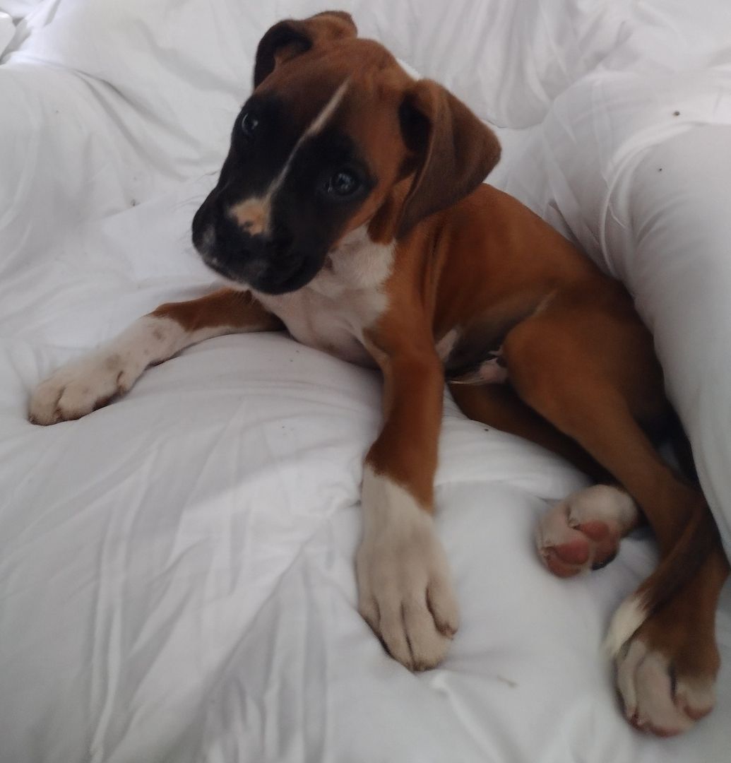 Boxer Welpen reinrassig