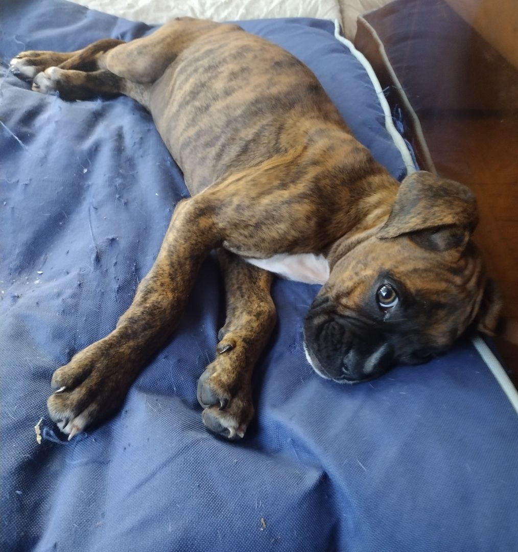 Boxer Welpen reinrassig