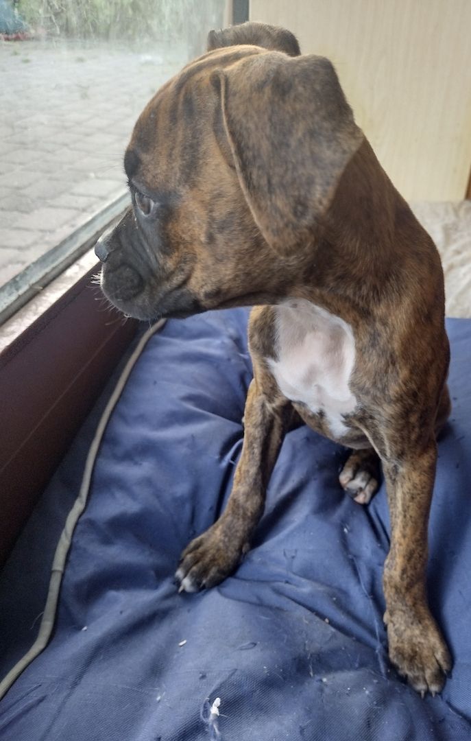 Boxer Welpen reinrassig