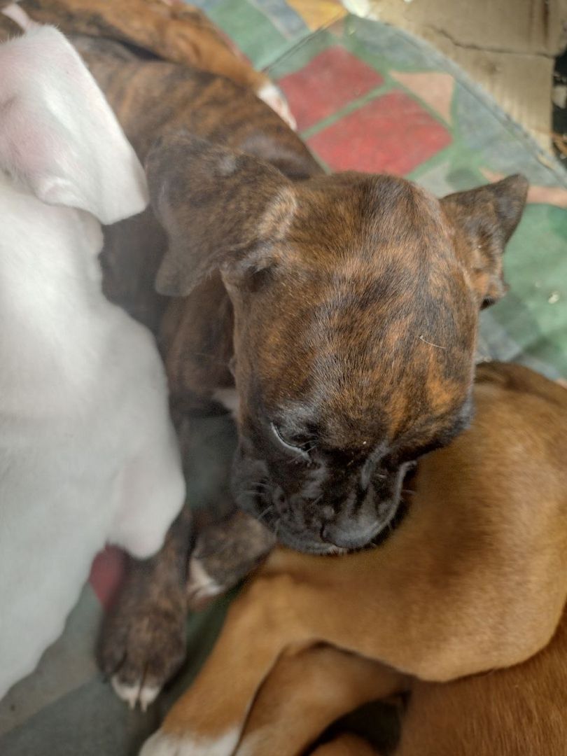 Boxer Welpen reinrassig