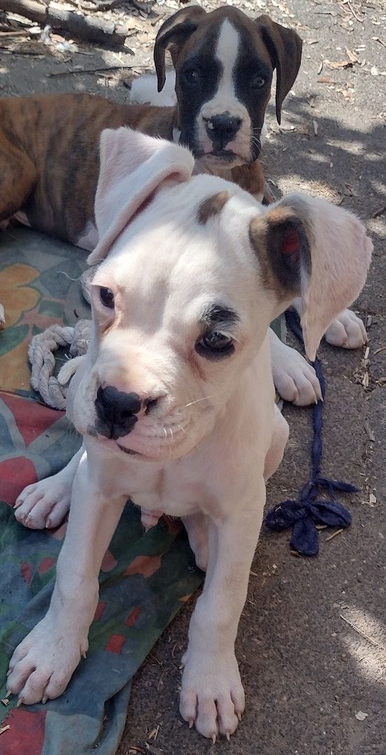 Boxer Welpen reinrassig