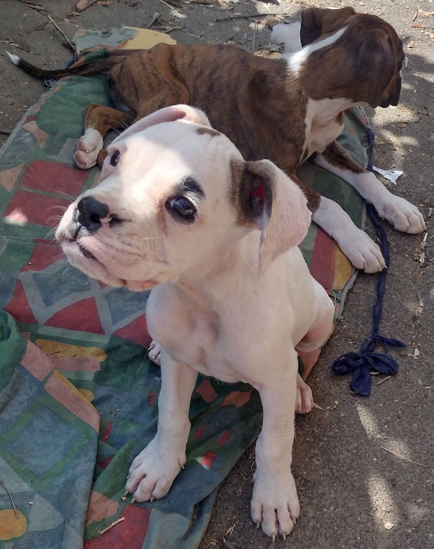 Boxer Welpen reinrassig