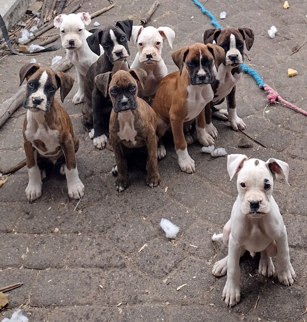 Boxer Welpen reinrassig