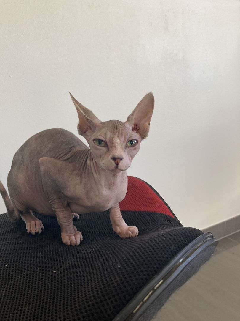 Sphynx Kater