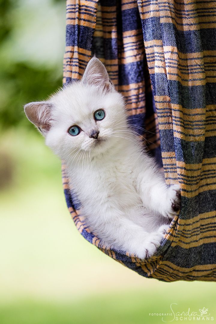 Besondere Bärchen, für besondere Menschen! Adoptiveltern gesucht...