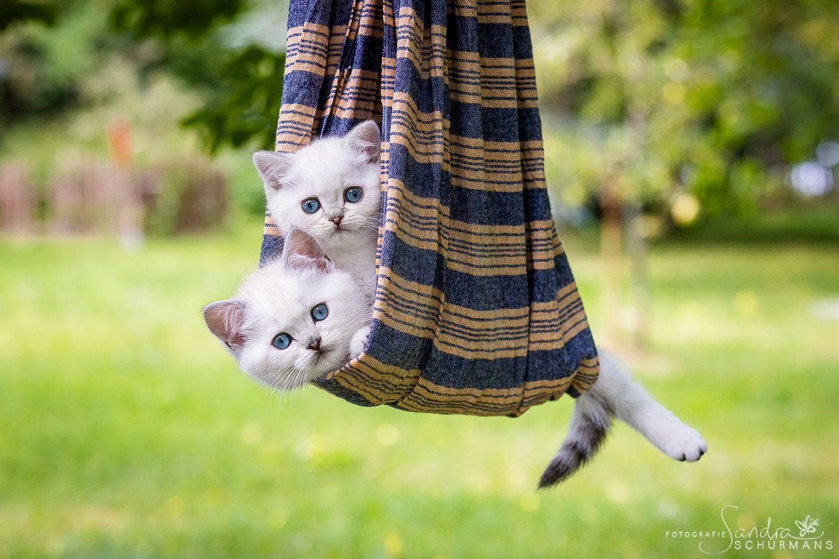 Besondere Bärchen, für besondere Menschen! Adoptiveltern gesucht...