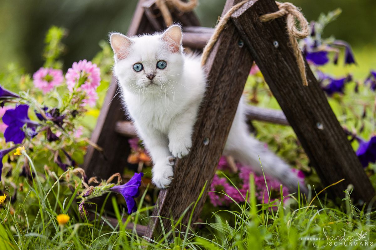 Besondere Bärchen, für besondere Menschen! Adoptiveltern gesucht...