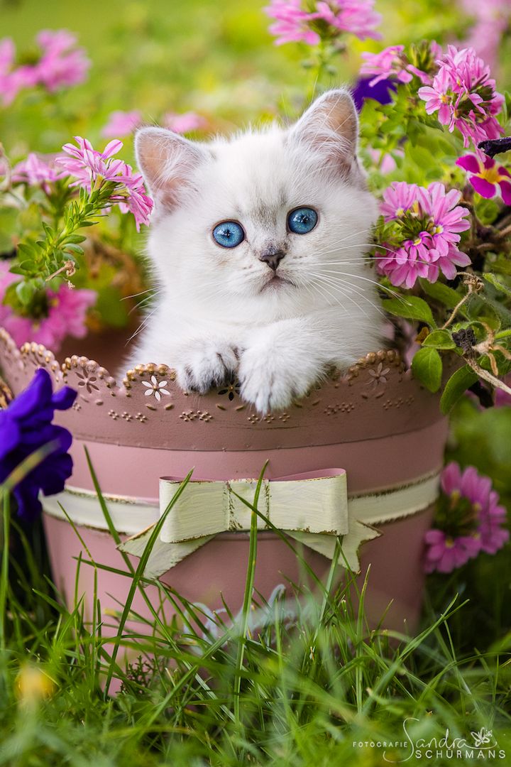 Besondere Bärchen, für besondere Menschen! Adoptiveltern gesucht...