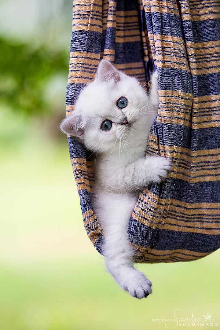 Besondere Bärchen, für besondere Menschen! Adoptiveltern gesucht...