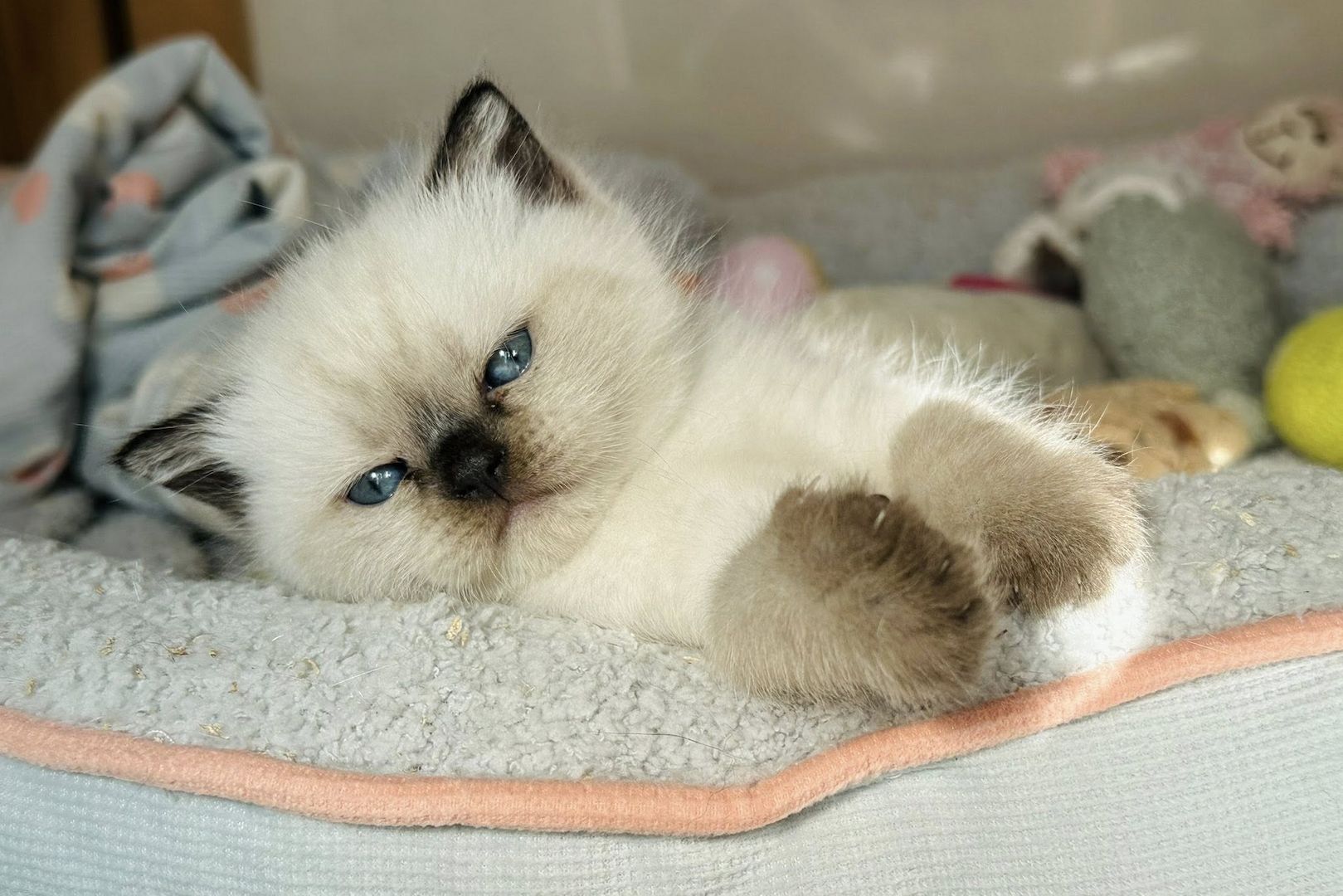 Besondere Bärchen, für besondere Menschen! Adoptiveltern gesucht...