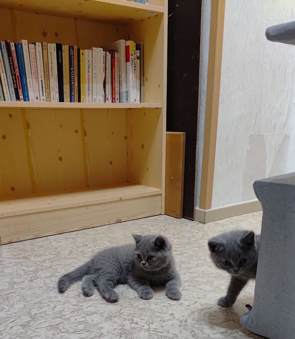 Aus 23jähriger Hobbyzucht 6 wunderschöne British Kurzhaar-Kitten