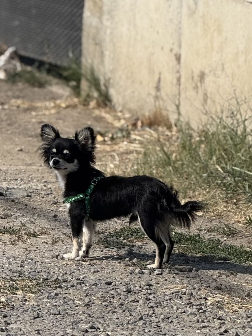 Wunderschöner Chihuahua Rüde (Langhaar, schwarz-tricolor) – 10 Monate