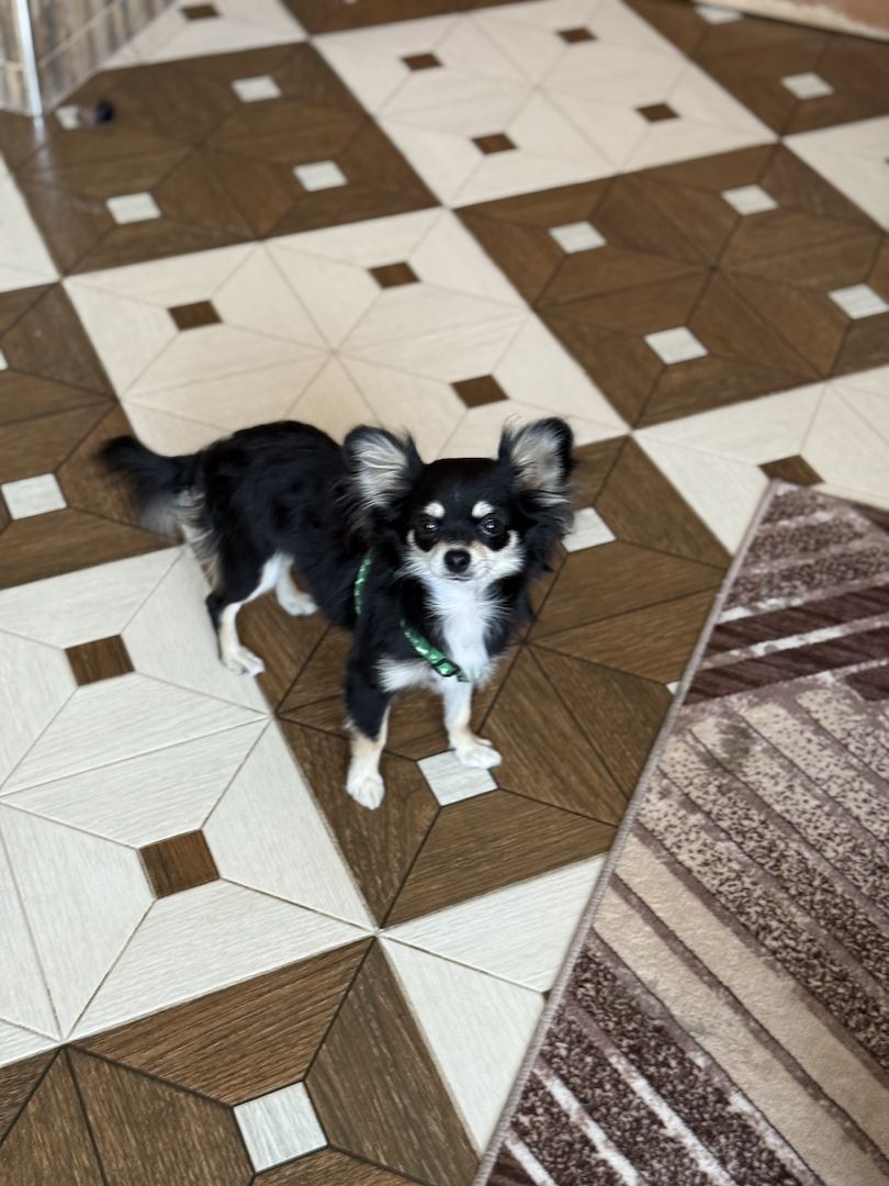 Wunderschöner Chihuahua Rüde (Langhaar, schwarz-tricolor) – 10 Monate