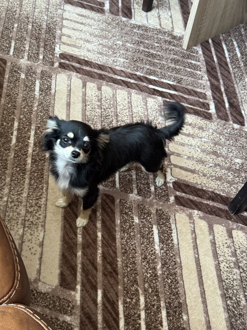 Wunderschöner Chihuahua Rüde (Langhaar, schwarz-tricolor) – 10 Monate