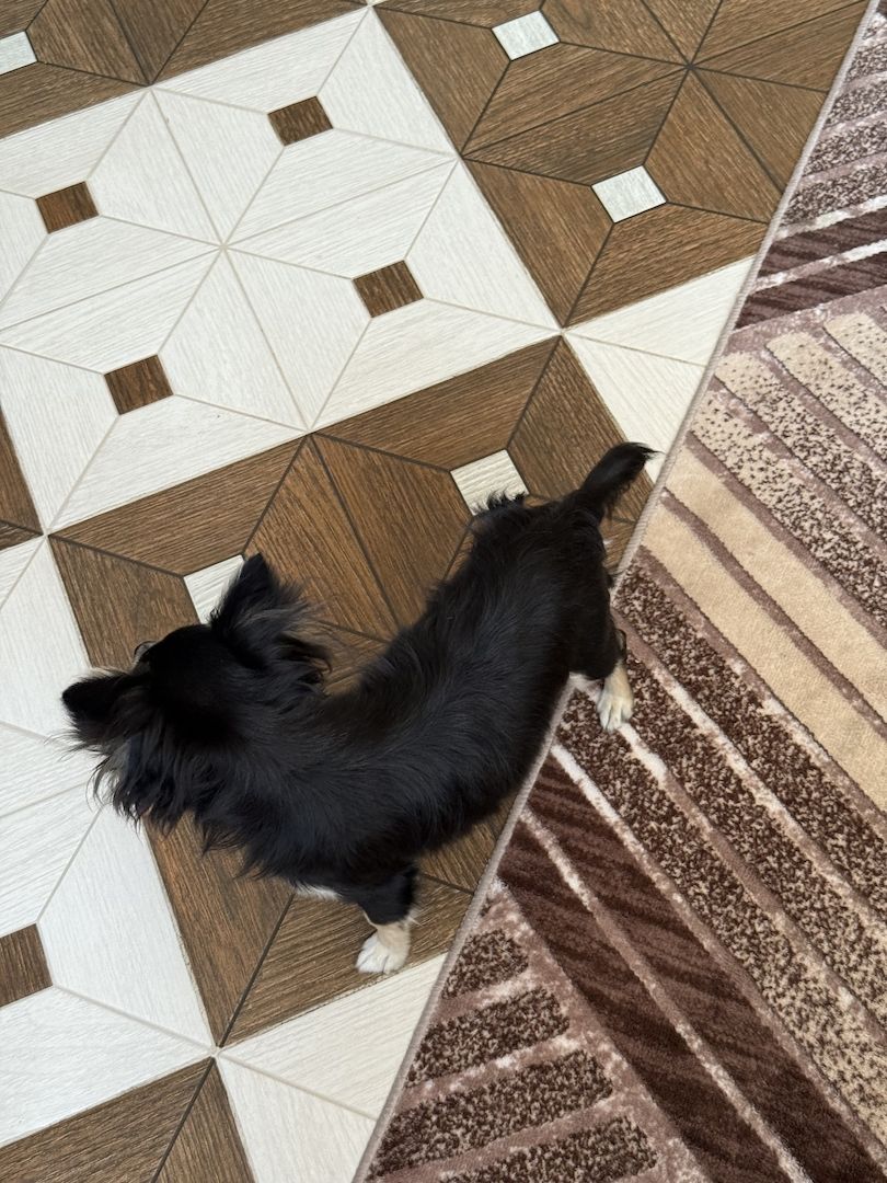 Wunderschöner Chihuahua Rüde (Langhaar, schwarz-tricolor) – 10 Monate