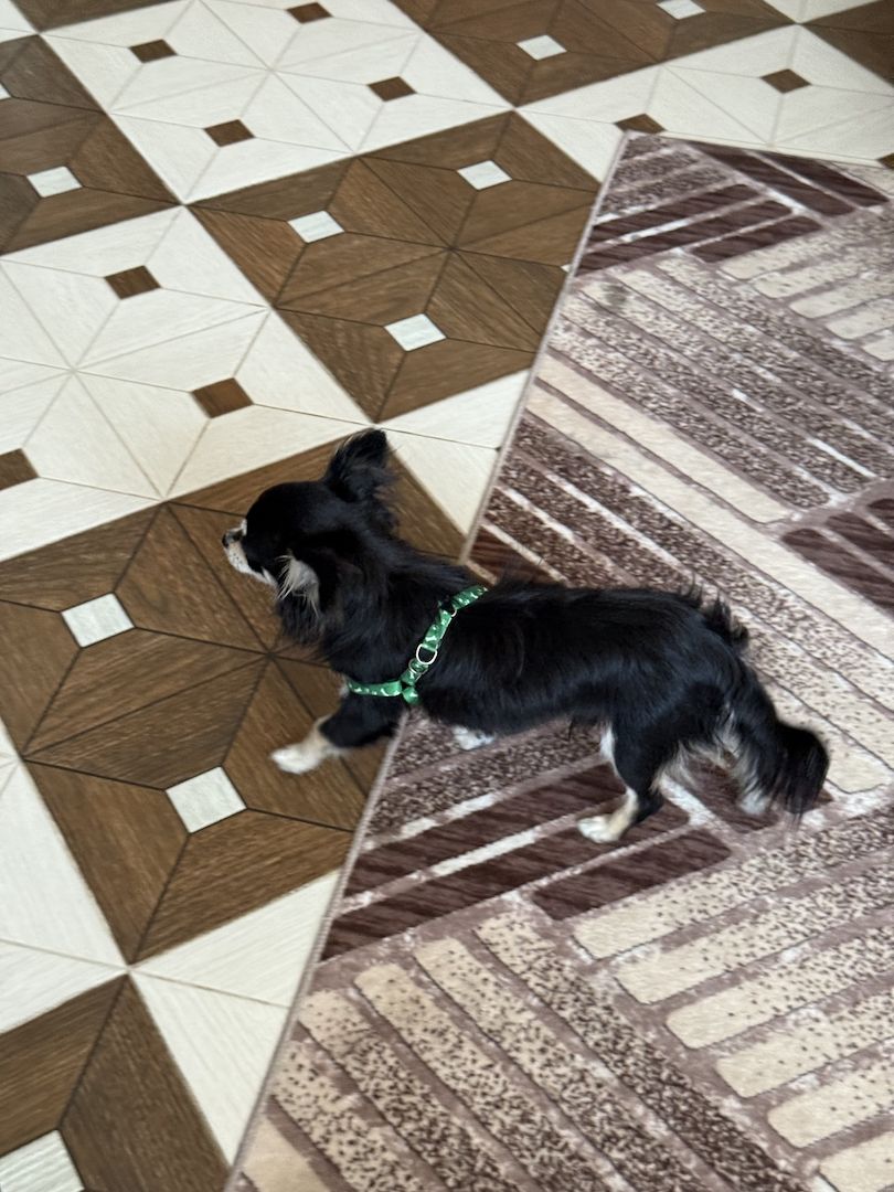 Wunderschöner Chihuahua Rüde (Langhaar, schwarz-tricolor) – 10 Monate