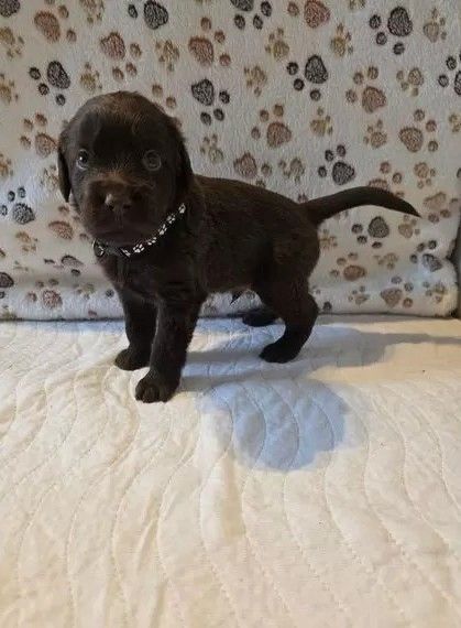 Süße Labrador Welpen in gute Hände zu verschenken