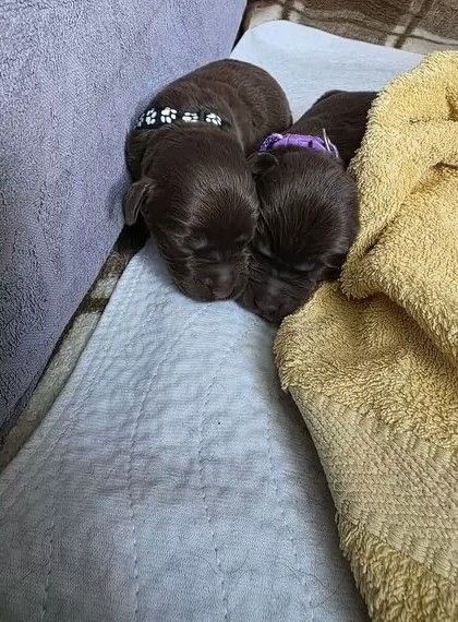 Süße Labrador Welpen in gute Hände zu verschenken