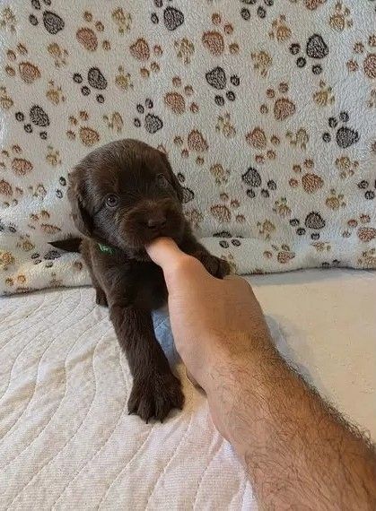 Süße Labrador Welpen in gute Hände zu verschenken