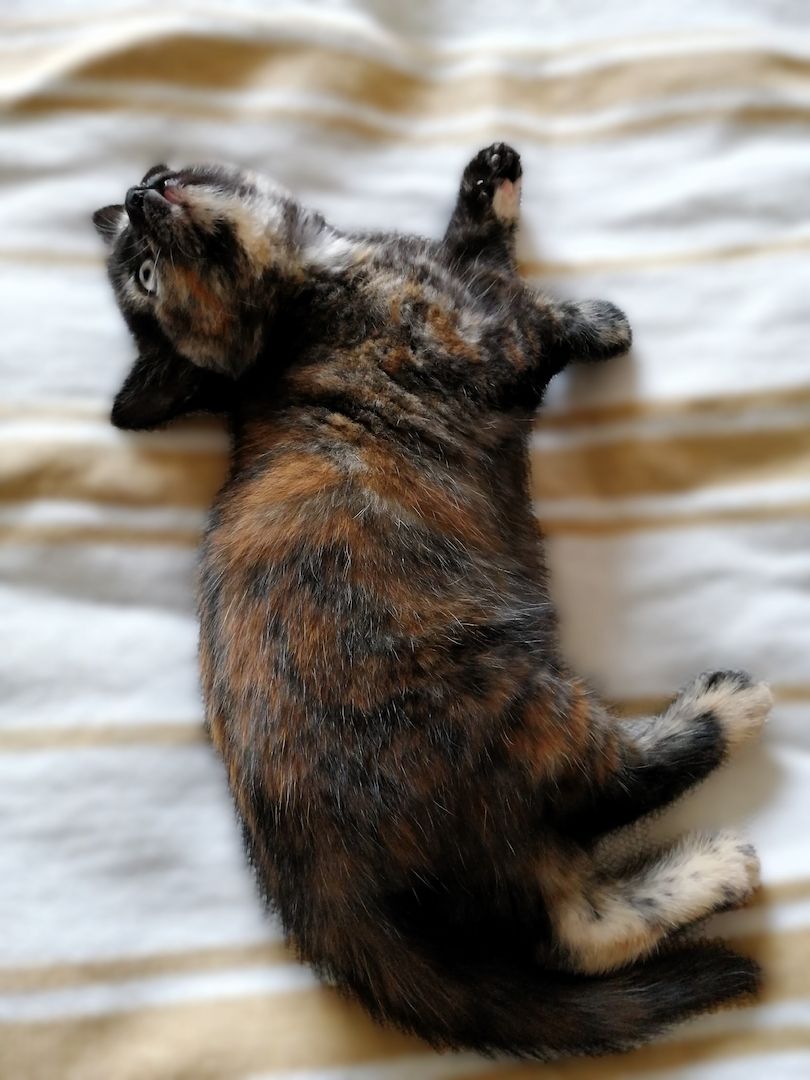 BKH Bengal Russisch Blau Mix Kitten Kätzchen Katzenbabys Edelmix