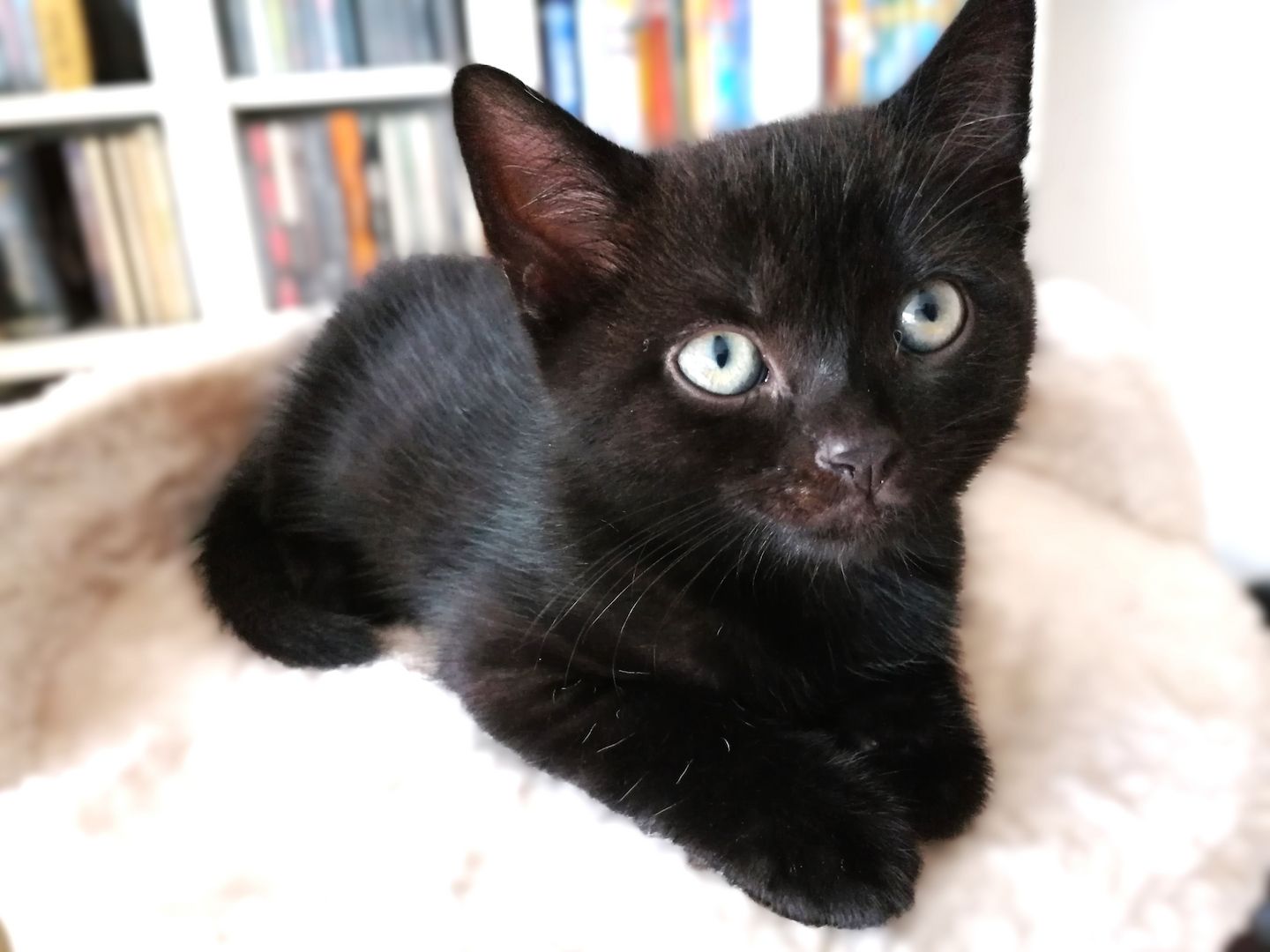 BKH Bengal Russisch Blau Mix Kitten Kätzchen Katzenbabys Edelmix