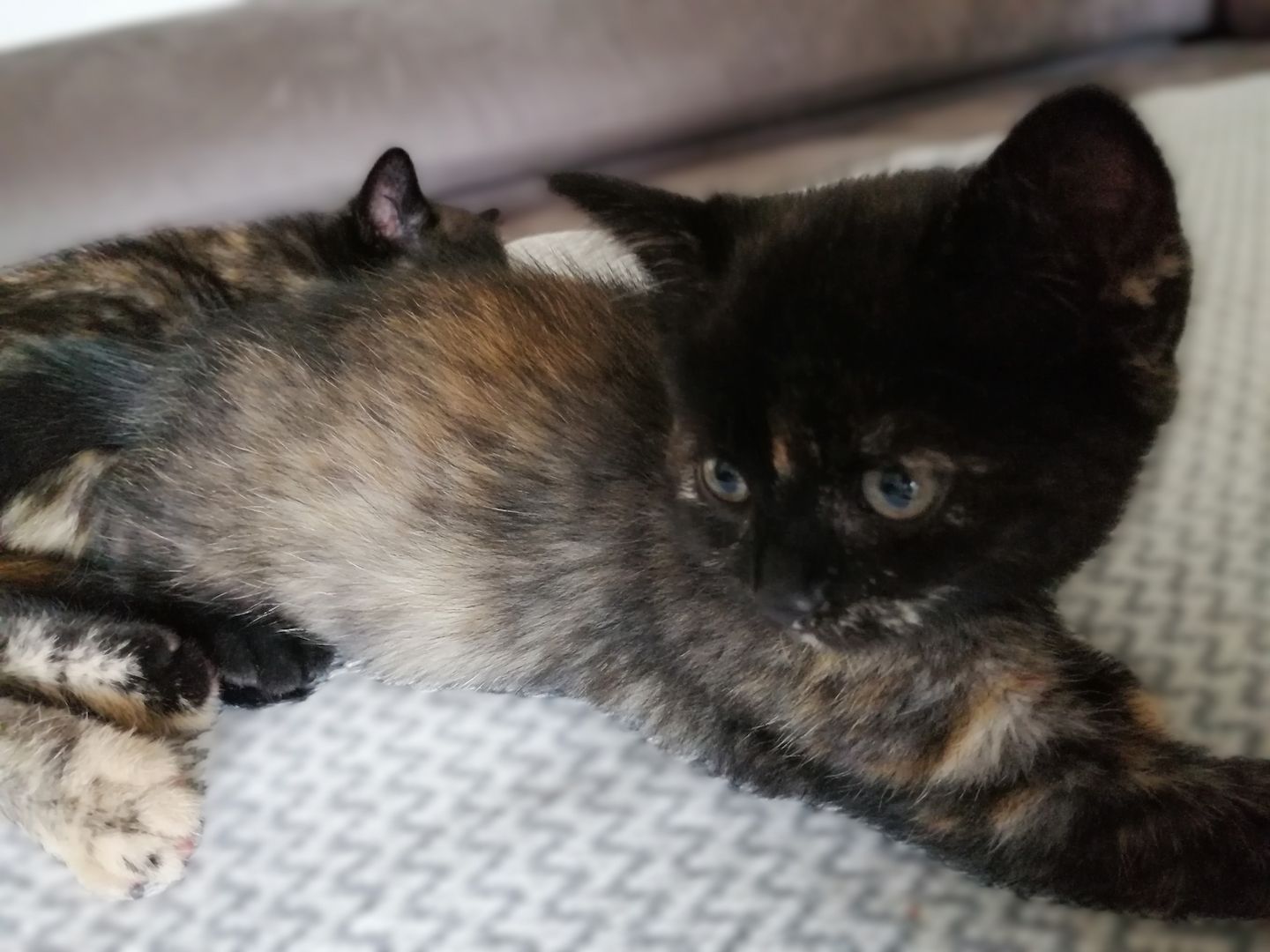 BKH Bengal Russisch Blau Mix Kitten Kätzchen Katzenbabys Edelmix