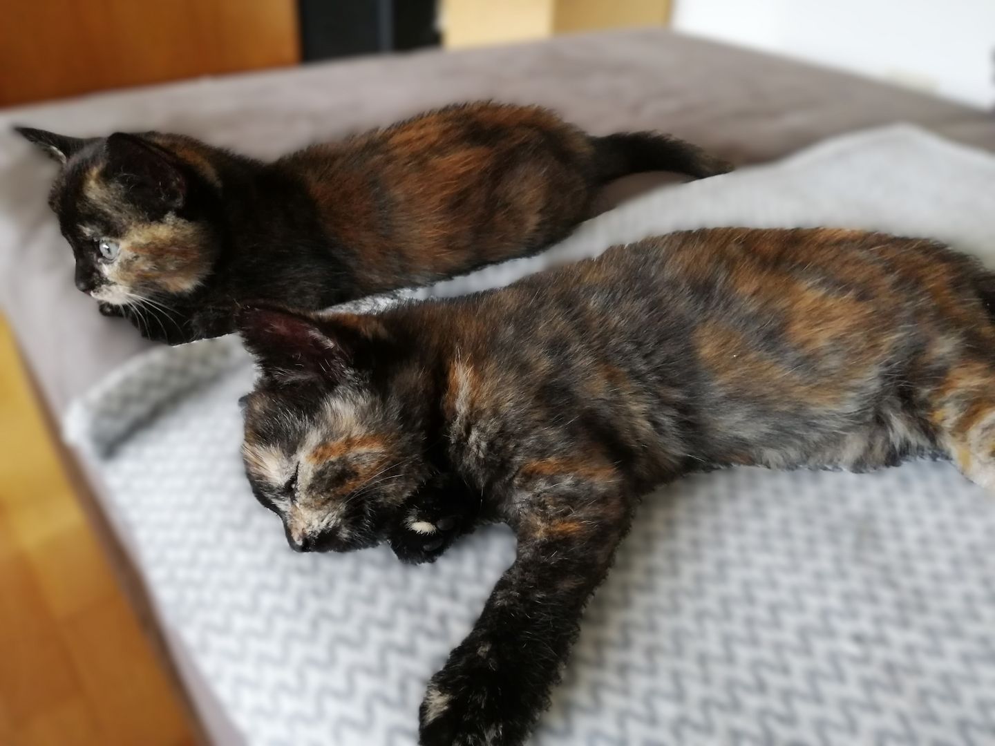 BKH Bengal Russisch Blau Mix Kitten Kätzchen Katzenbabys Edelmix