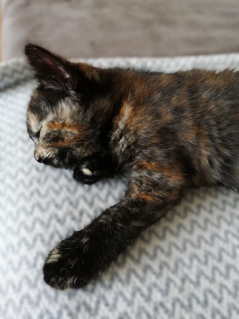 BKH Bengal Russisch Blau Mix Kitten Kätzchen Katzenbabys Edelmix