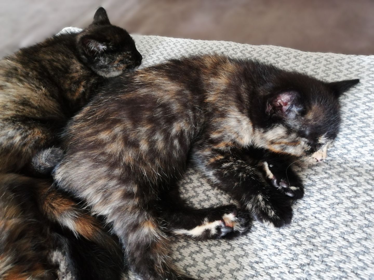 BKH Bengal Russisch Blau Mix Kitten Kätzchen Katzenbabys Edelmix